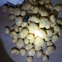 全国可发土豆荷兰十五V7希森丽薯226中薯5号大量有货