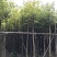 海南蒲桃基地直销规格齐全欢迎老板来电洽谈合作