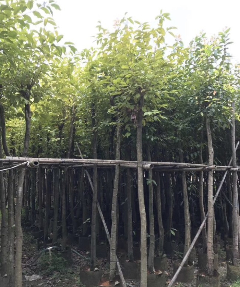 海南蒲桃基地直销规格齐全欢迎老板来电洽谈合作