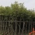 海南蒲桃基地直销规格齐全欢迎老板来电洽谈合作