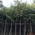 海南蒲桃基地直销规格齐全欢迎老板来电洽谈合作