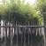 海南蒲桃基地直销规格齐全欢迎老板来电洽谈合作