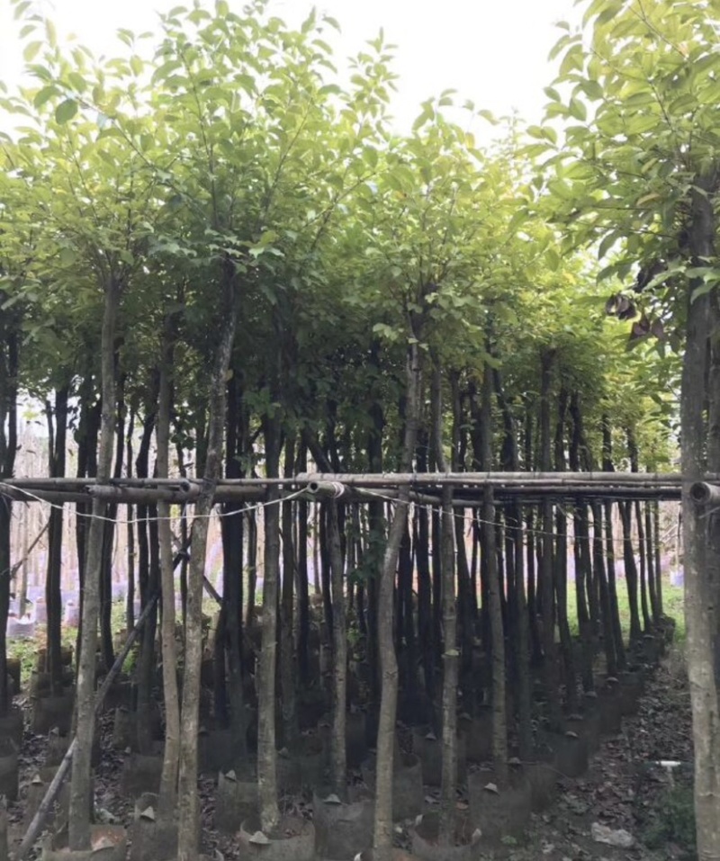 海南蒲桃基地直销规格齐全欢迎老板来电洽谈合作