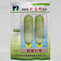 白丝瓜种子白玉一号丝瓜种子短棒型早熟肉丝瓜种子