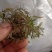 山东野生荠菜大量上市当天挖当天发货保证质量