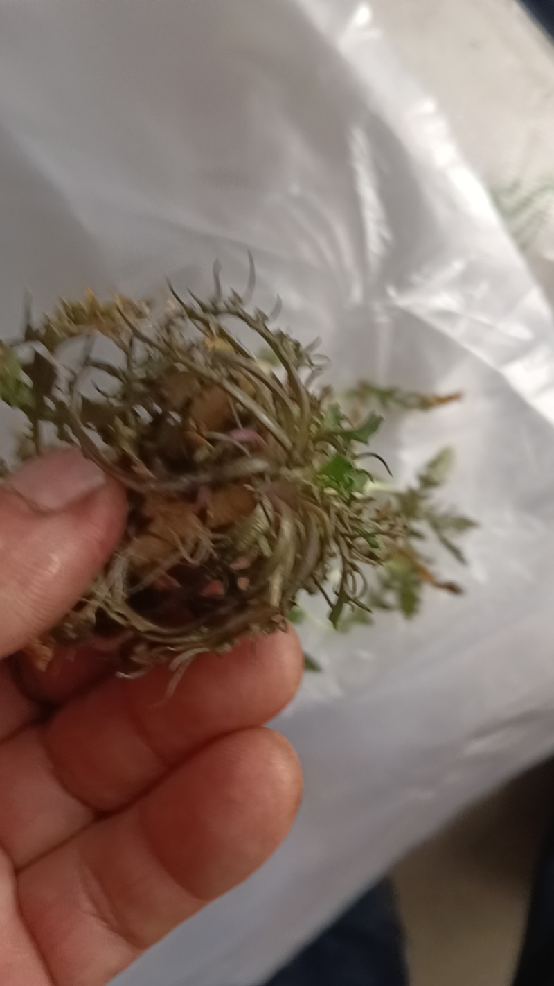 山东野生荠菜大量上市当天挖当天发货保证质量