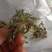 山东野生荠菜大量上市当天挖当天发货保证质量