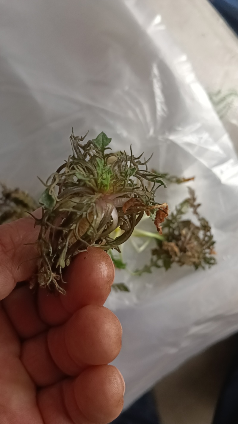 山东野生荠菜大量上市当天挖当天发货保证质量