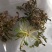 山东野生荠菜大量上市当天挖当天发货保证质量