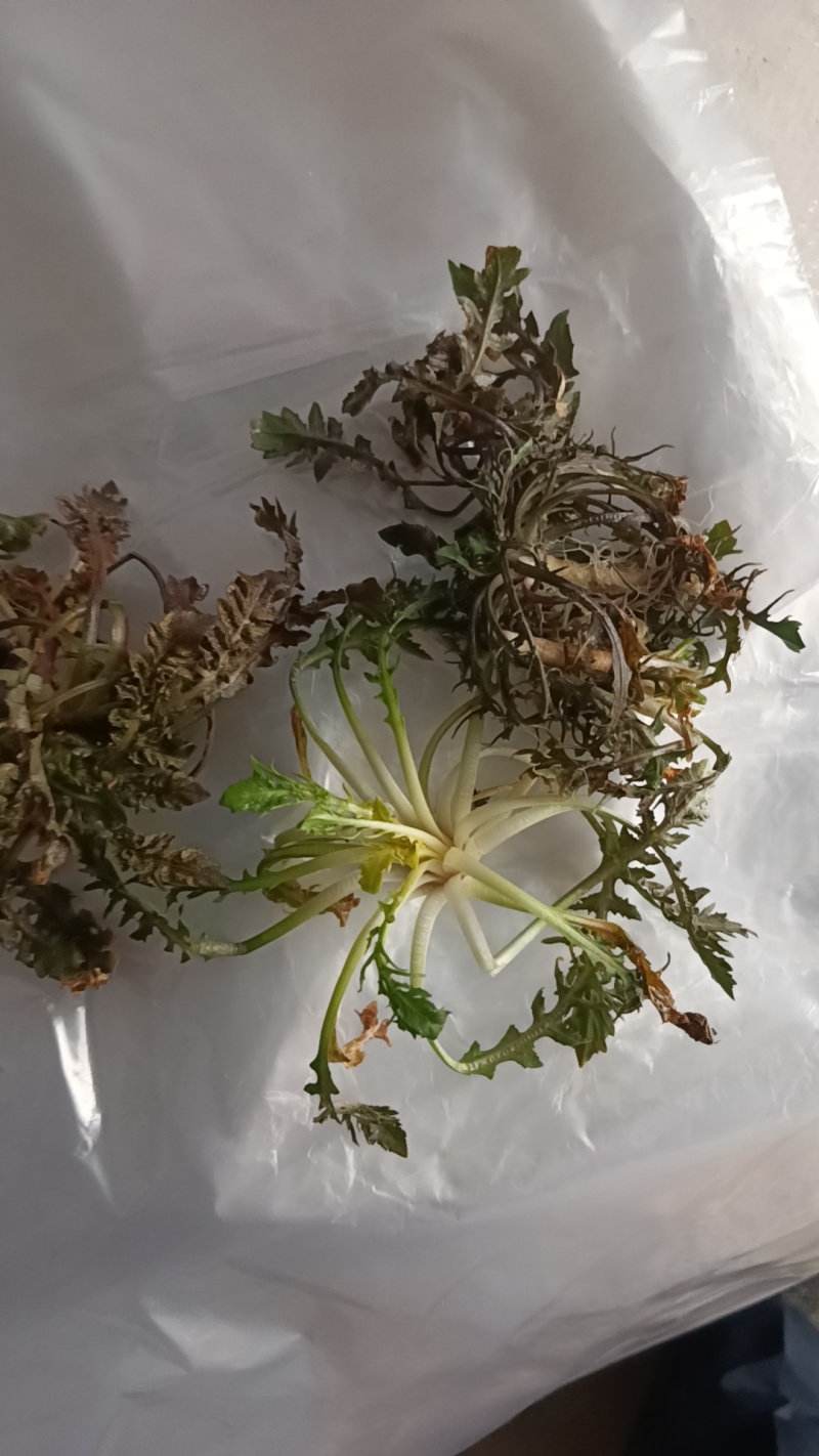 山东野生荠菜大量上市当天挖当天发货保证质量