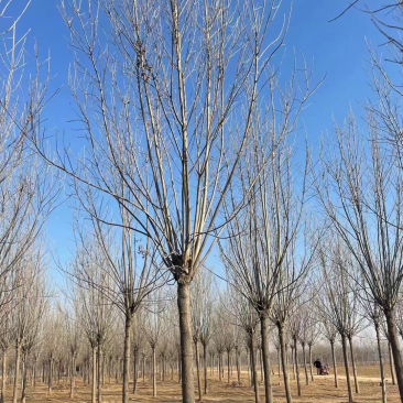 12公分白蜡10公分白蜡树基地15公分白蜡