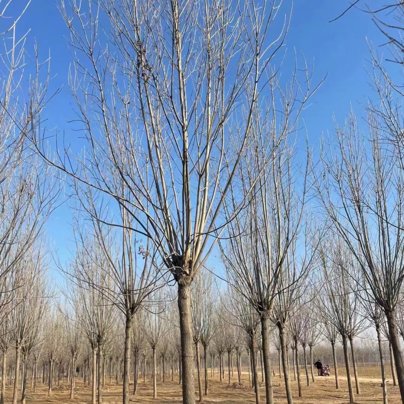 12公分白蜡10公分白蜡树基地15公分白蜡