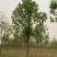 12公分白蜡10公分白蜡树基地15公分白蜡