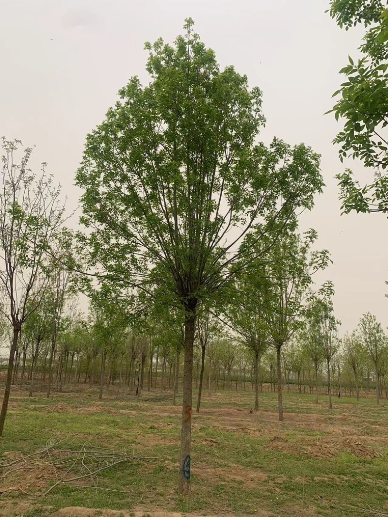 12公分白蜡10公分白蜡树基地15公分白蜡