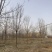 12公分白蜡10公分白蜡树基地15公分白蜡