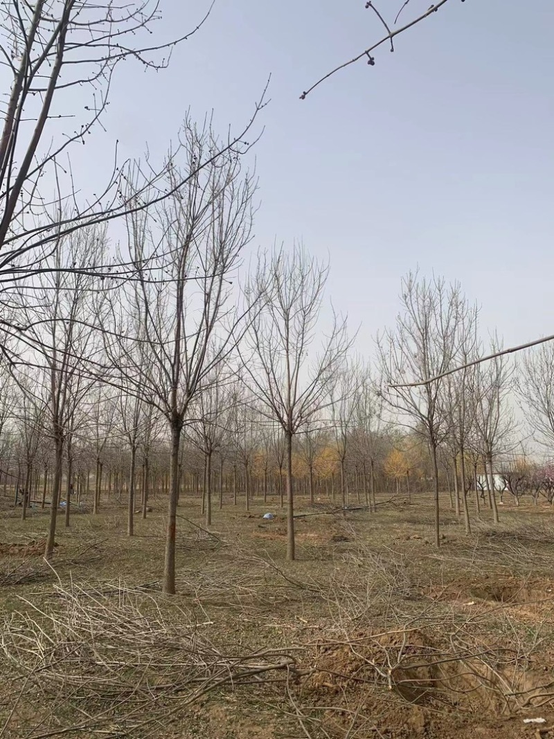 12公分白蜡10公分白蜡树基地15公分白蜡