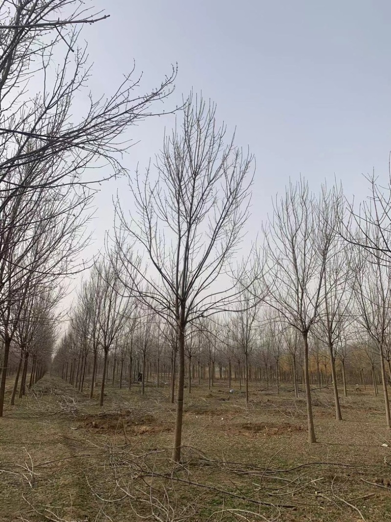 12公分白蜡10公分白蜡树基地15公分白蜡