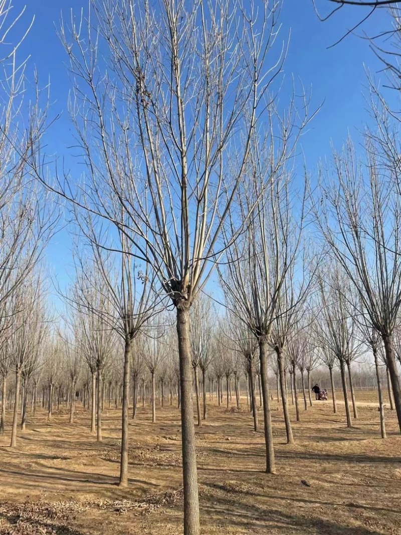 12公分白蜡10公分白蜡树基地15公分白蜡
