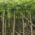 凤凰木基地直销规格齐全欢迎老板来电咨询合作