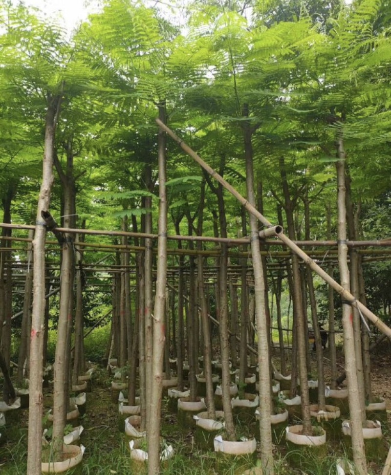 凤凰木基地直销规格齐全欢迎老板来电咨询合作
