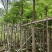 凤凰木基地直销规格齐全欢迎老板来电咨询合作