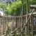 凤凰木基地直销规格齐全欢迎老板来电咨询合作