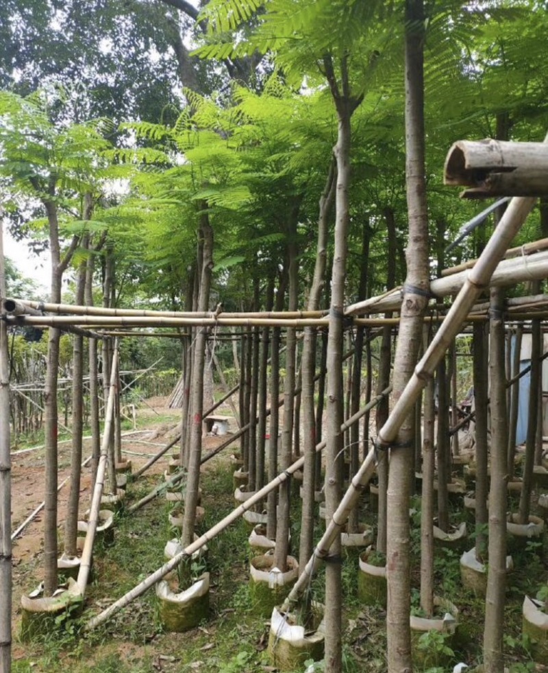 凤凰木基地直销规格齐全欢迎老板来电咨询合作