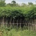 凤凰木基地直销规格齐全欢迎老板来电咨询合作