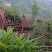 桢楠幼苗批发，上车价，3-8公分树，价格实惠。