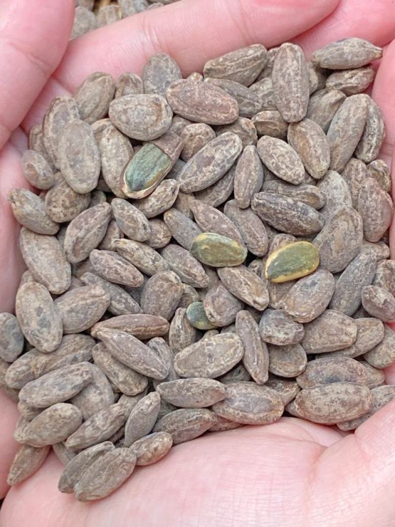 【包邮】吊瓜子大颗粒炒货奶油原味批发坚果零食正品瓜蒌仁