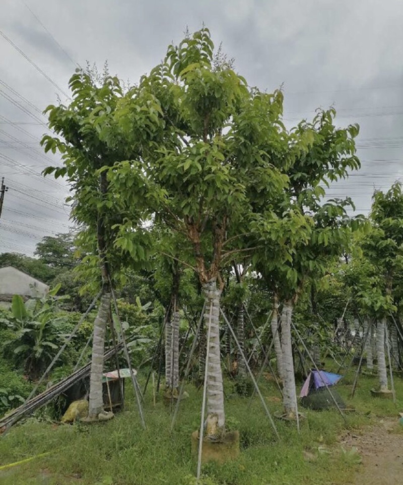 大叶紫薇基地直销规格齐全质量优欢迎老板来电咨询合作