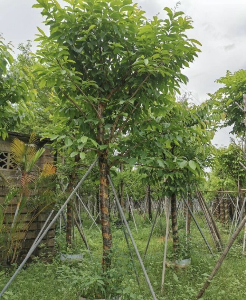大叶紫薇基地直销规格齐全质量优欢迎老板来电咨询合作