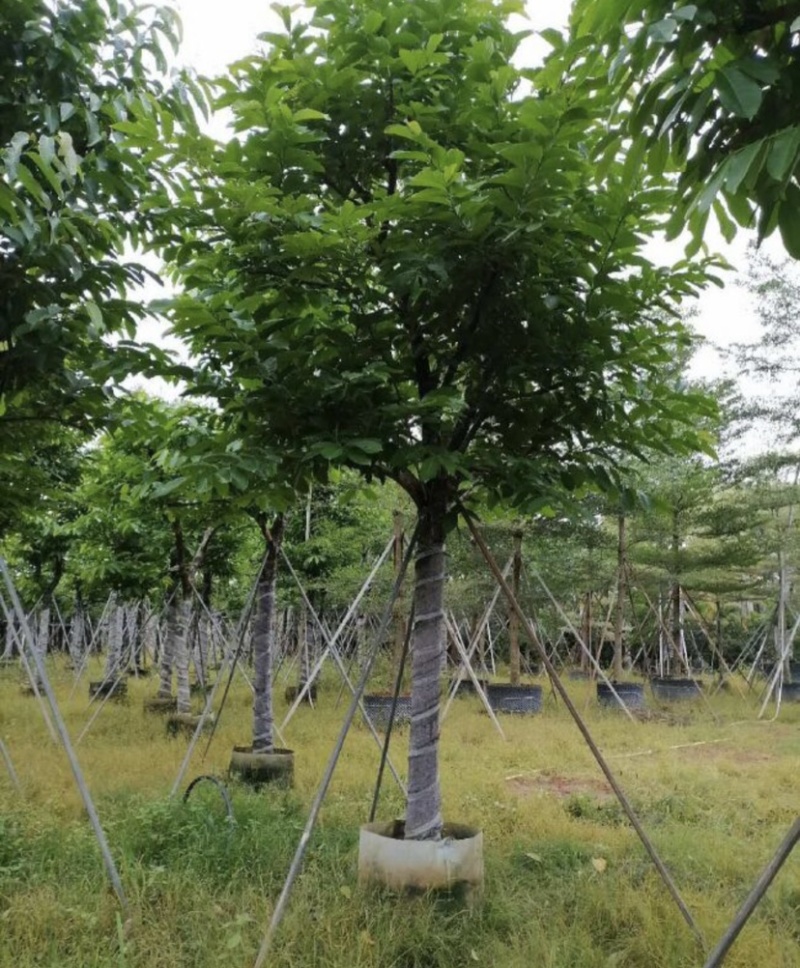 大叶紫薇基地直销规格齐全质量优欢迎老板来电咨询合作