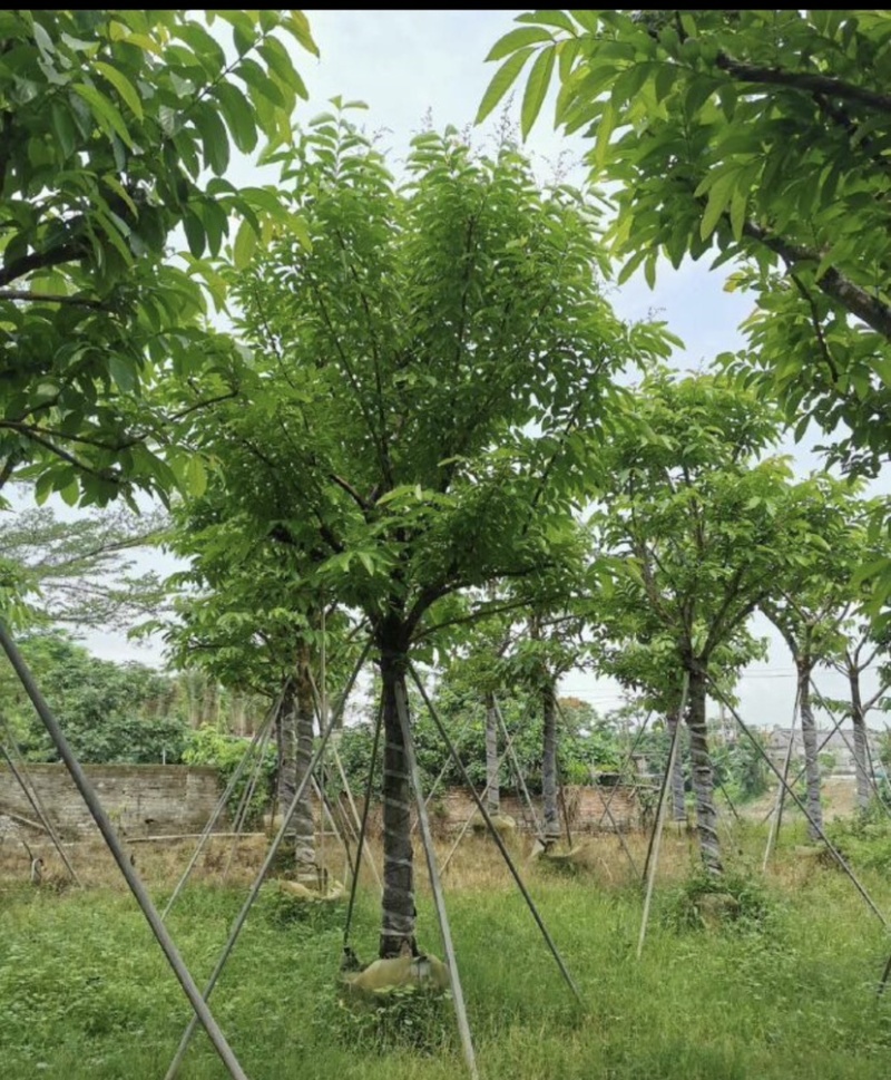 大叶紫薇基地直销规格齐全质量优欢迎老板来电咨询合作