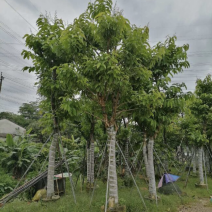 大叶紫薇基地直销规格齐全质量优欢迎老板来电咨询合作