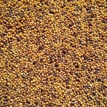 内蒙古油菜籽大量供应保质保量对接全国客商可视频验货