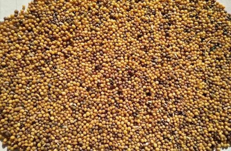内蒙古油菜籽大量供应保质保量对接全国客商可视频验货