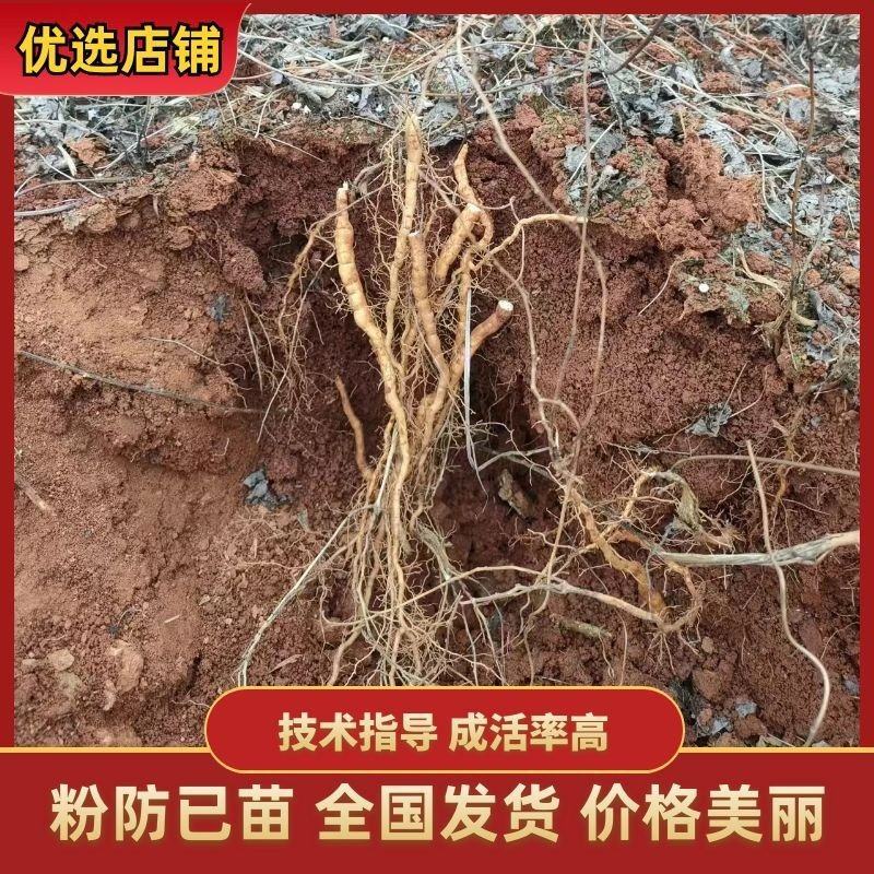 优质粉防已苗一年保准上满架并结种价格实惠欢迎咨询