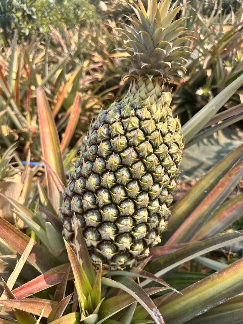 凤梨
