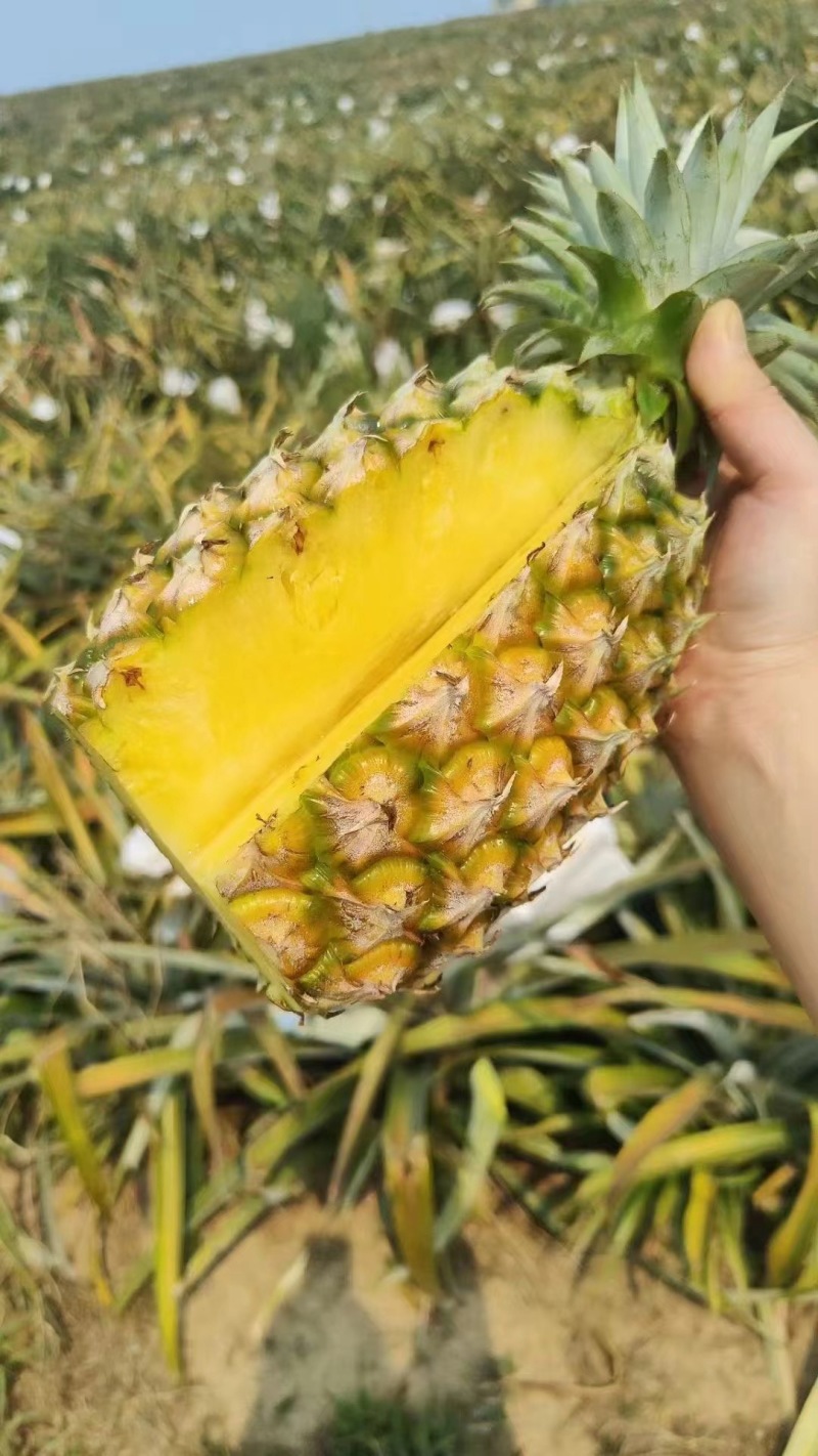 凤梨