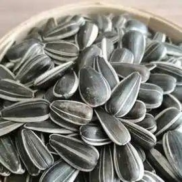 美人心生葵花籽大量供应，内蒙古基地直发，量大从优欢迎咨询