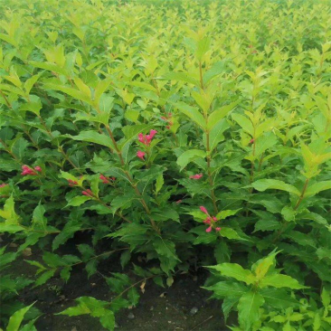 出售红王子锦带园林景区地被花坛花镜绿篱观赏型