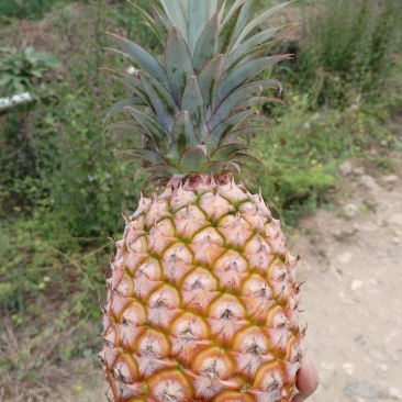 现货金钻凤梨