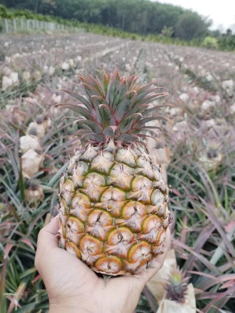 现货金钻凤梨
