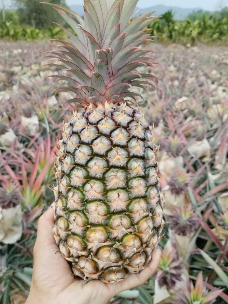 现货金钻凤梨