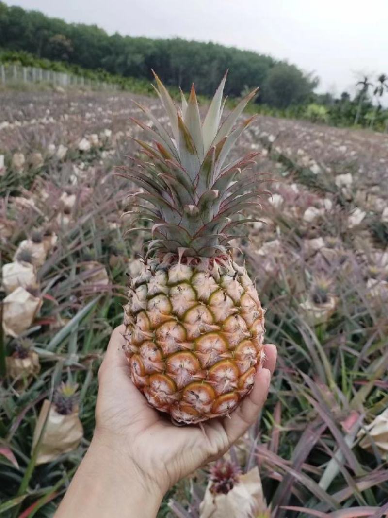 现货金钻凤梨