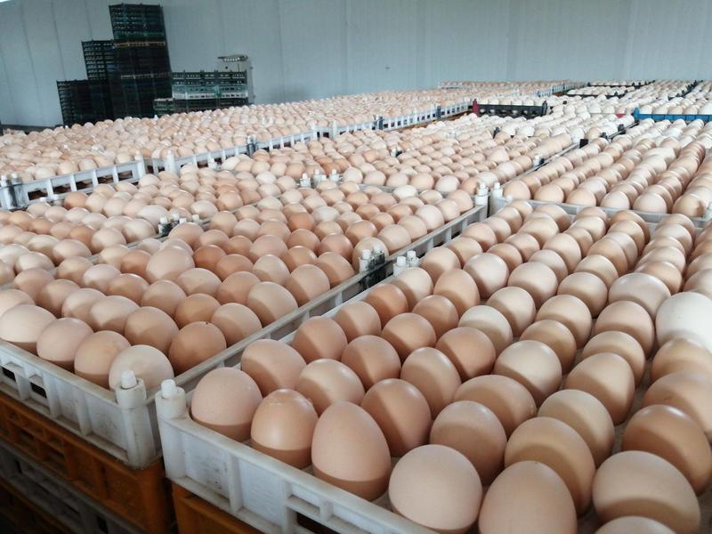成都大批量出粉壳红壳鸡蛋各类蛋品齐全，成都市内免费送货上