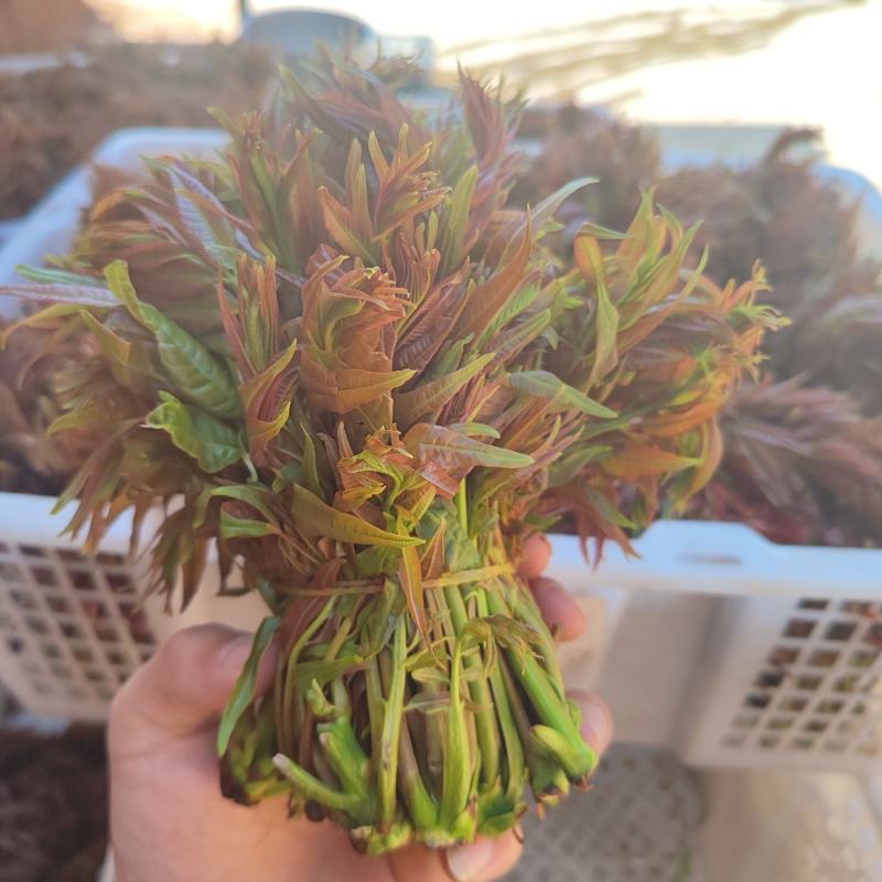 云南头茬香椿现货价格保真保质保量支持包装