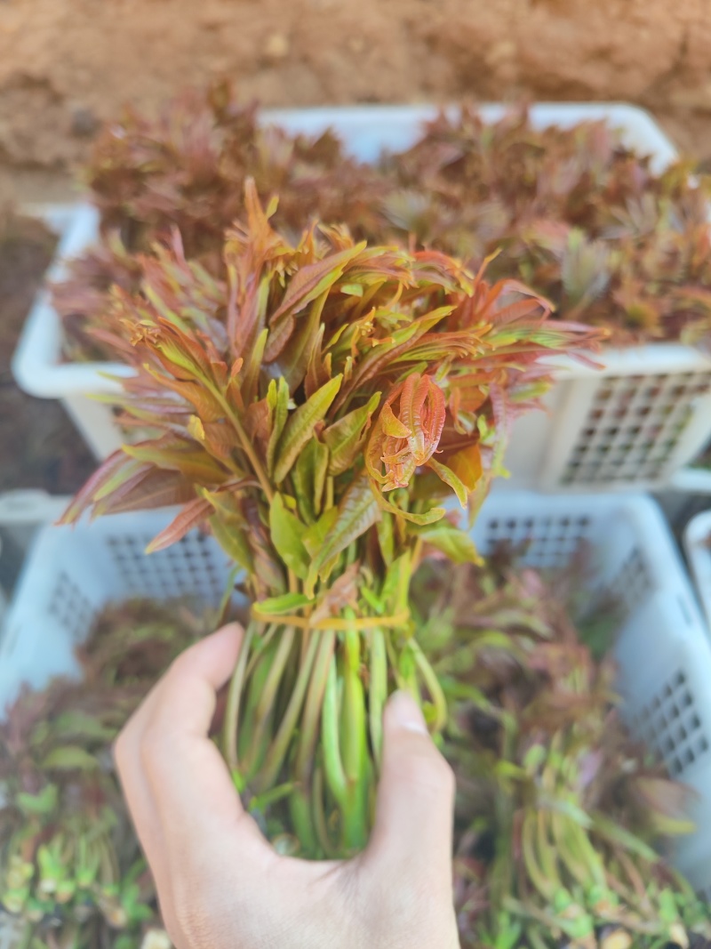 云南头茬香椿现货价格保真保质保量支持包装