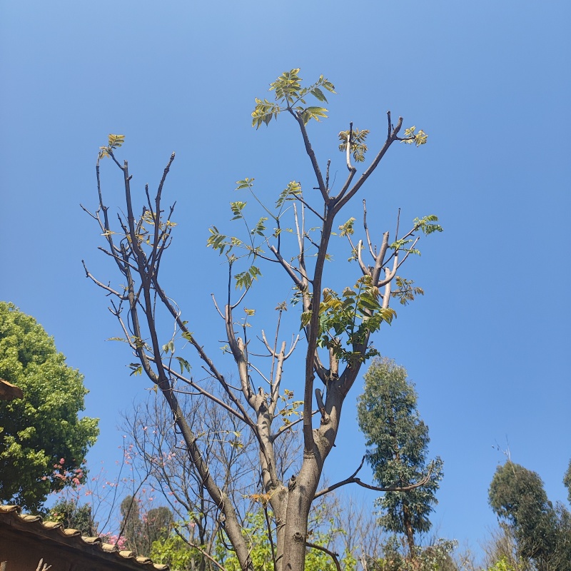 云南头茬香椿现货价格保真保质保量支持包装